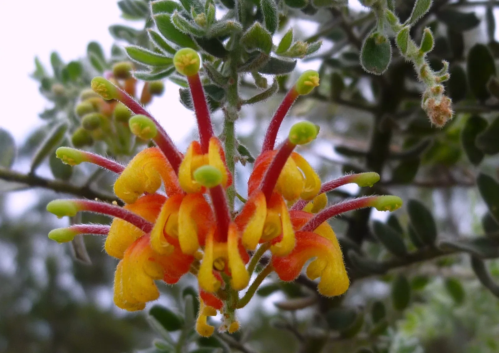 Australian Botanic Garden