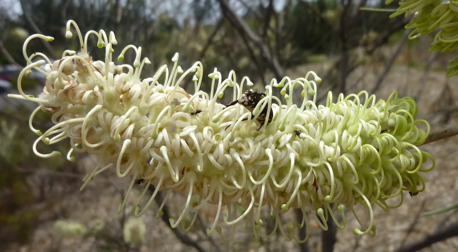 Australian Botanic Garden
