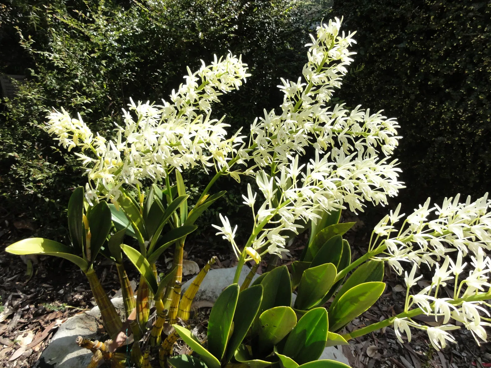 Australian Botanic Garden