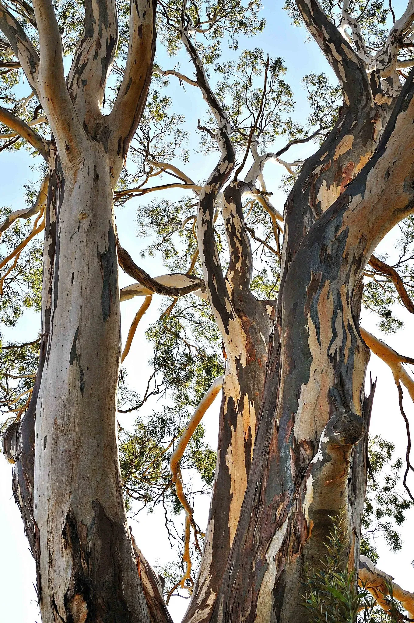 Australian Botanic Garden