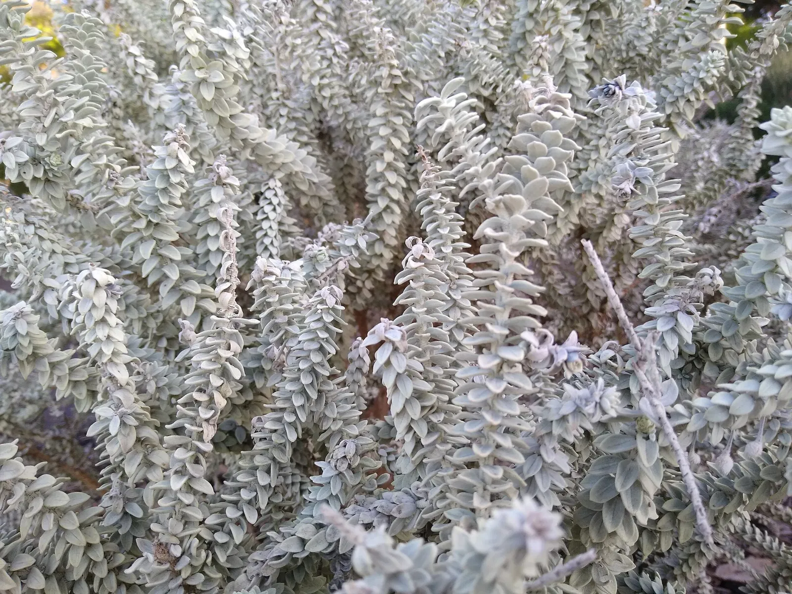 Australian Botanic Garden