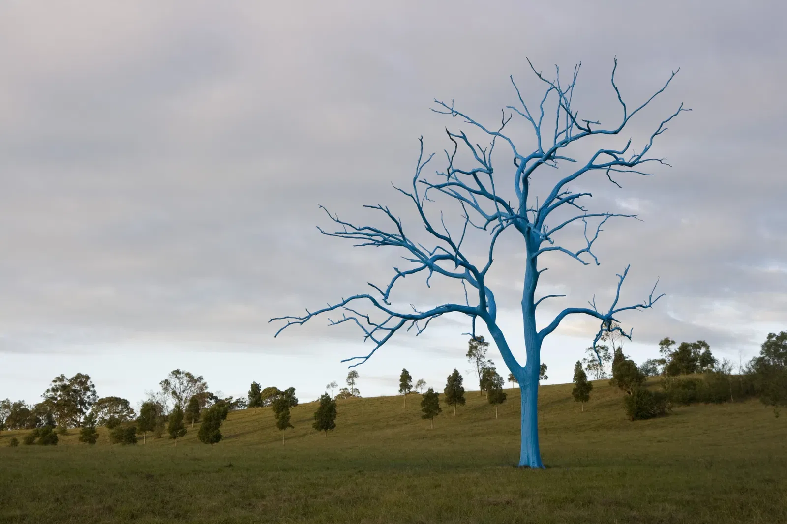 Australian Botanic Garden