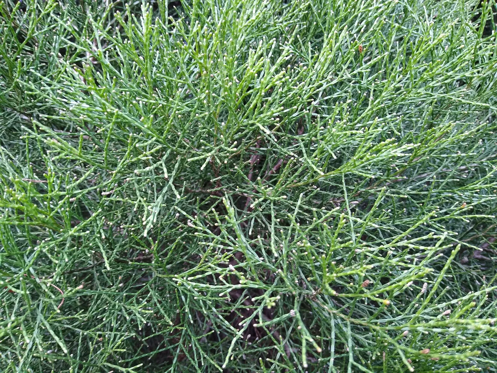 Australian Botanic Garden