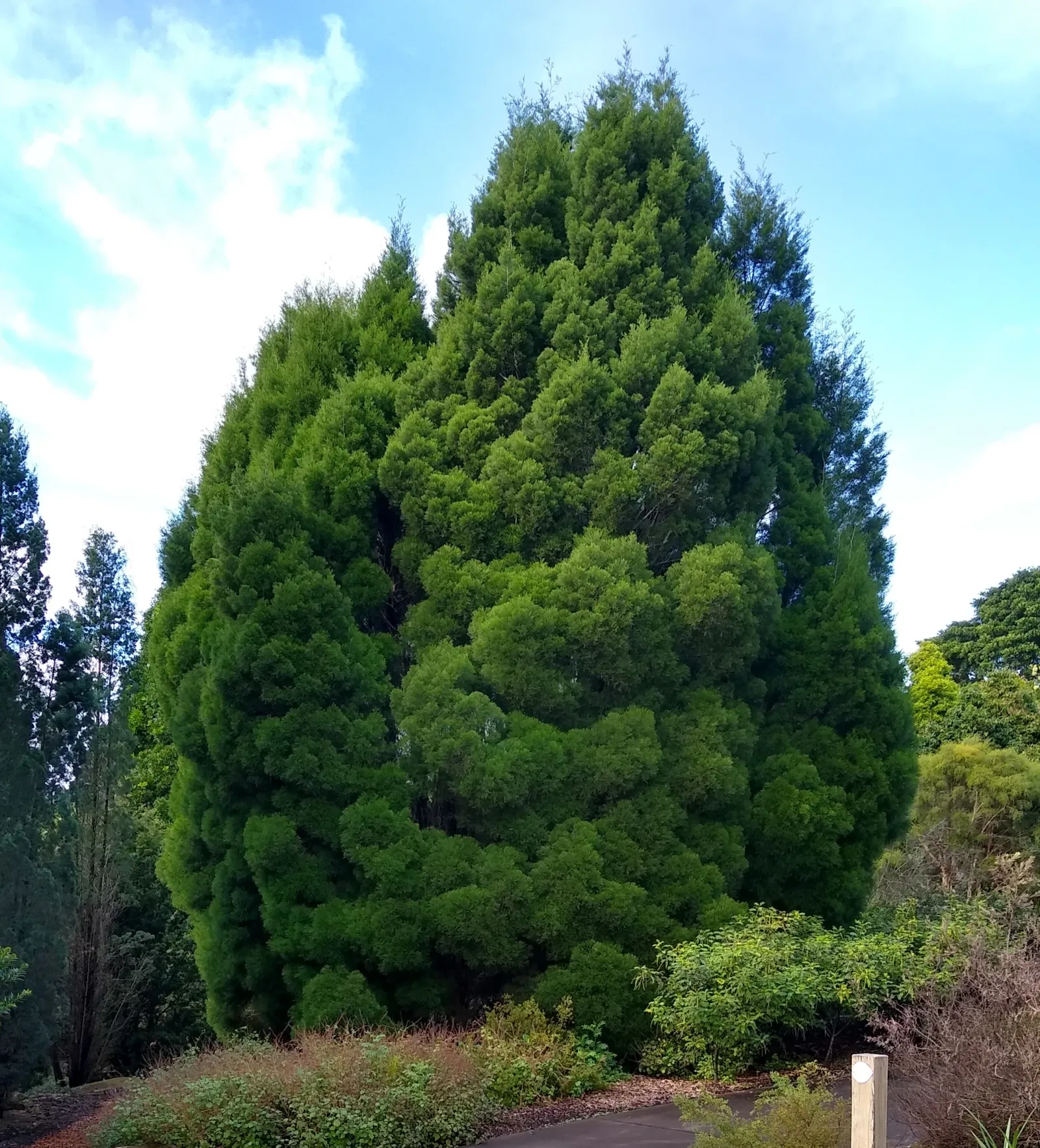Australian Botanic Garden
