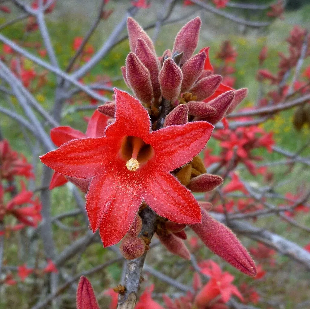 Australian Botanic Garden