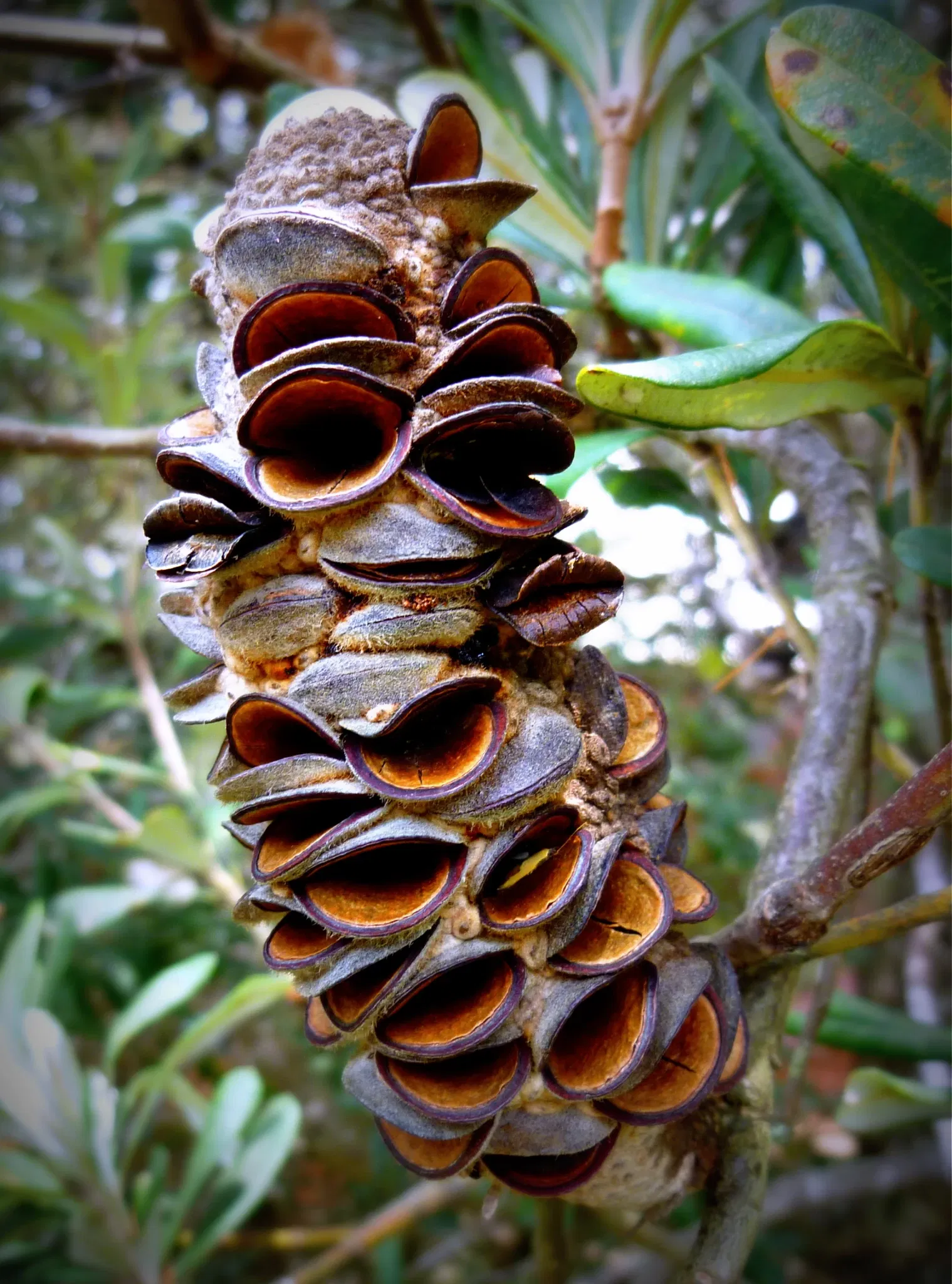 Australian Botanic Garden