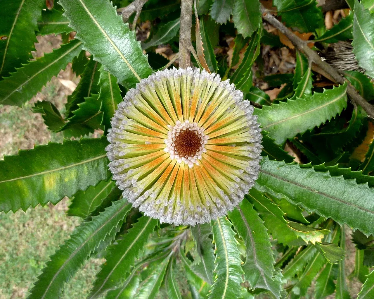 Australian Botanic Garden