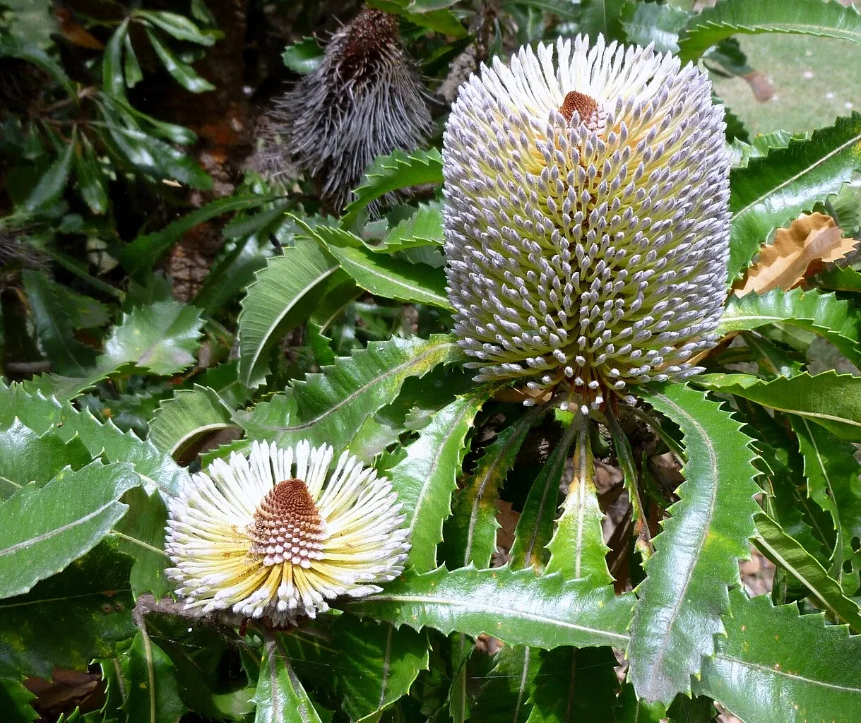 Australian Botanic Garden
