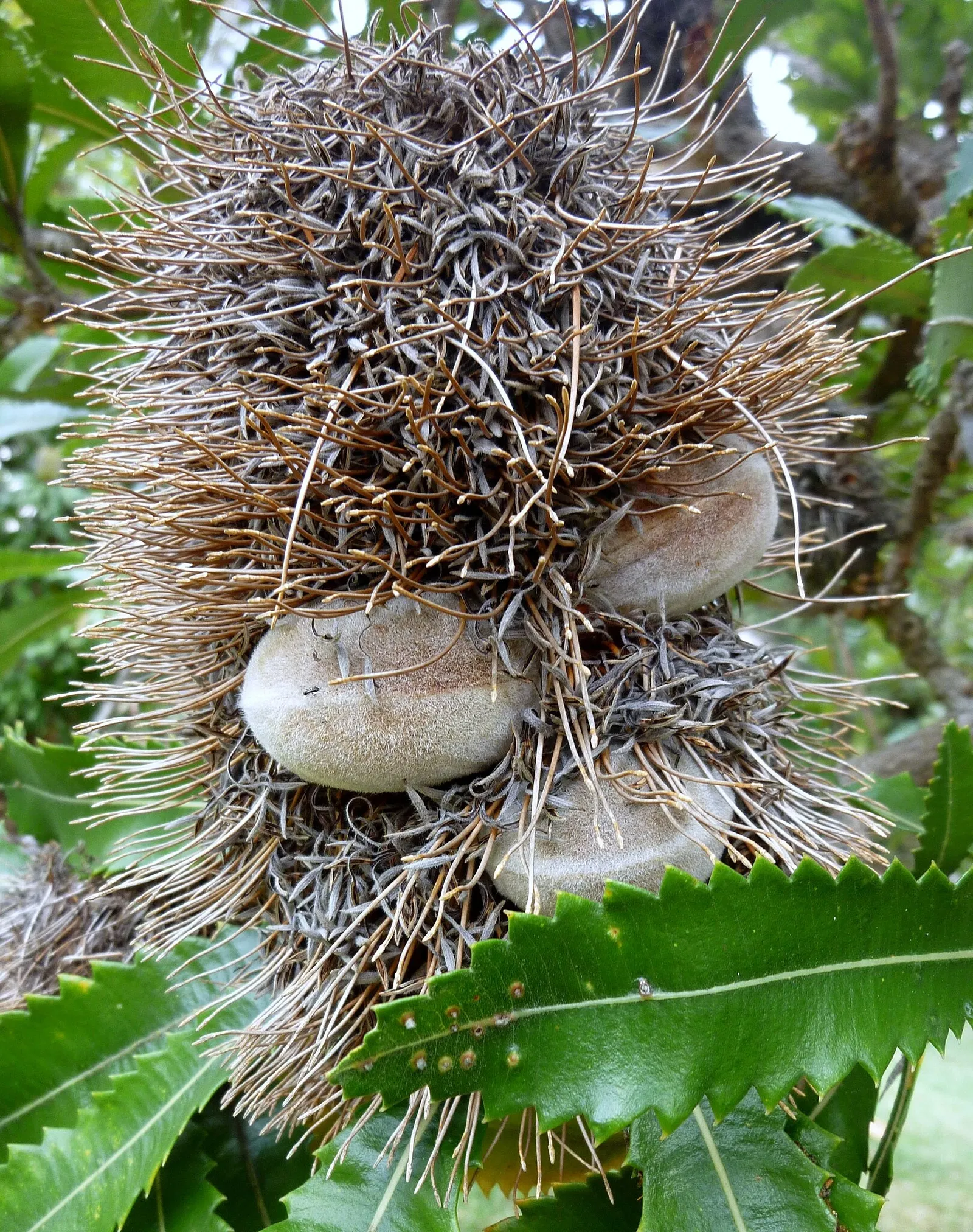 Australian Botanic Garden