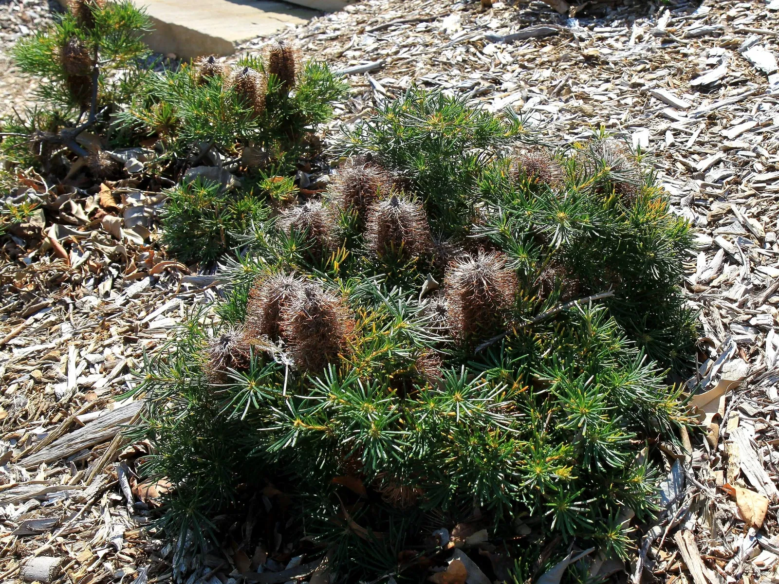 Australian Botanic Garden
