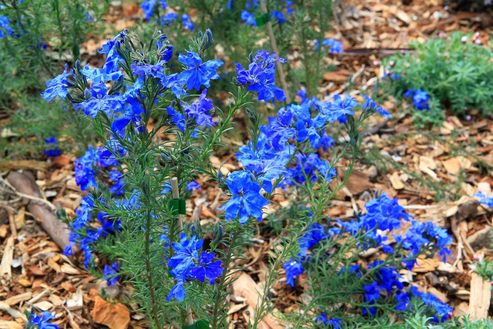 Australian Botanic Garden