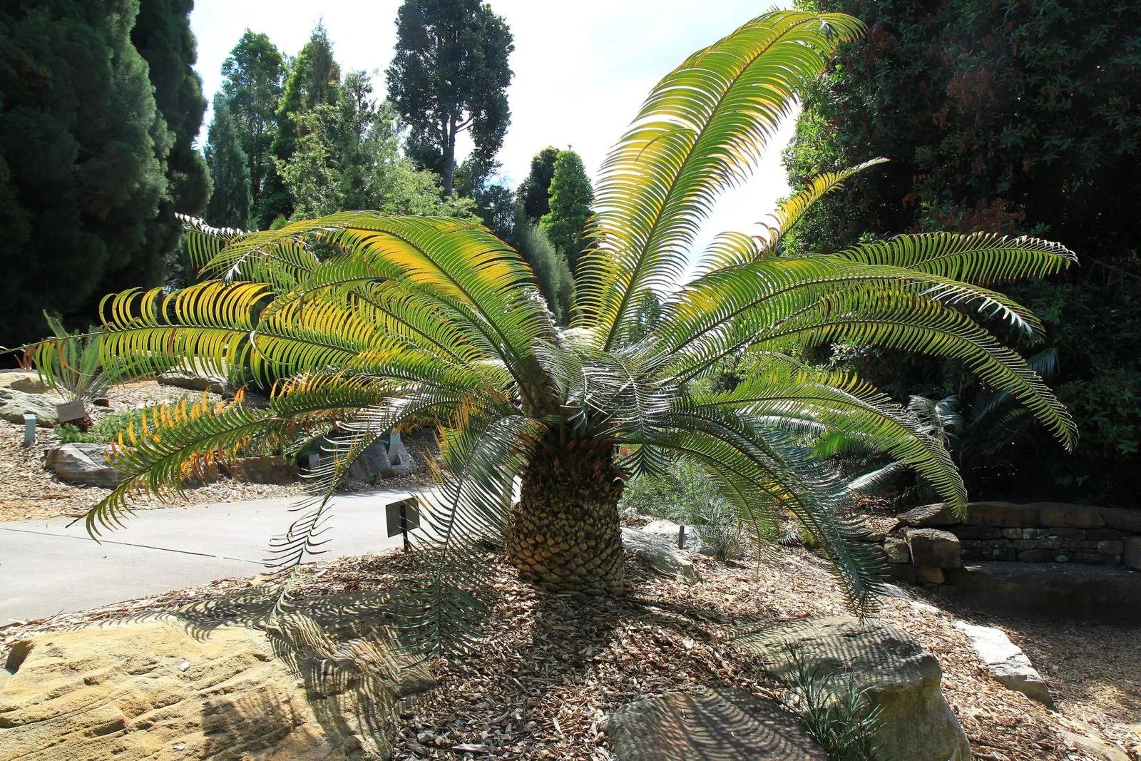 Australian Botanic Garden
