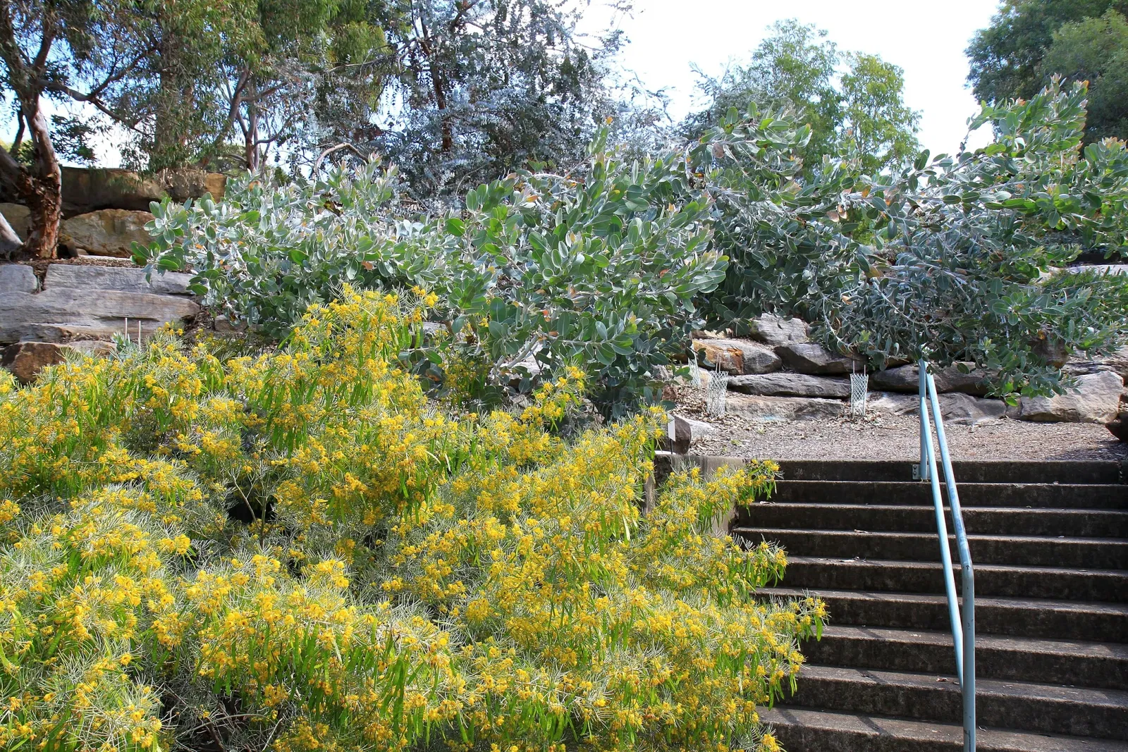 Australian Botanic Garden