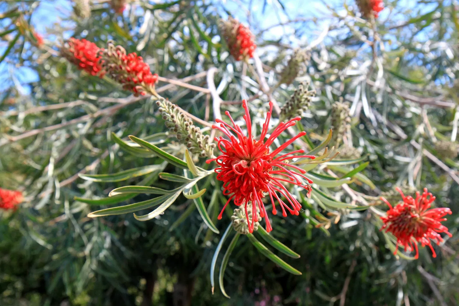 Australian Botanic Garden