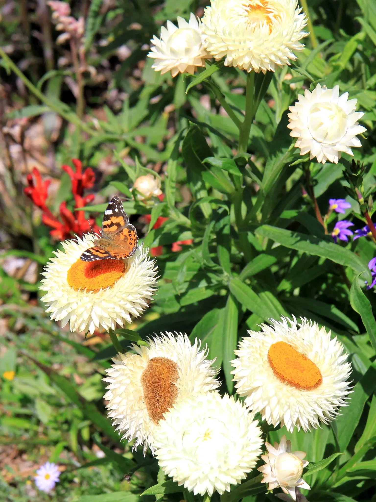 Australian Botanic Garden