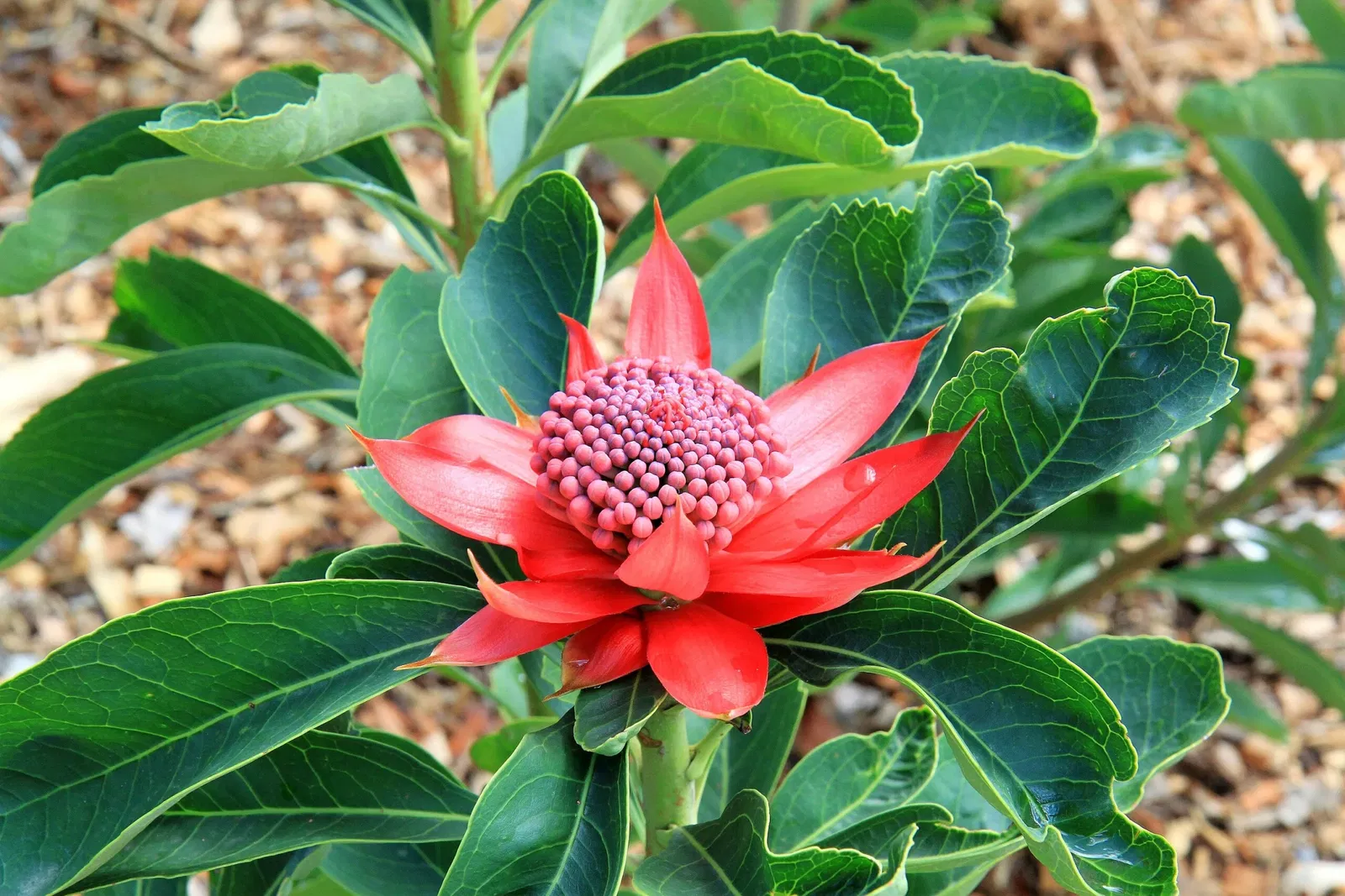 Australian Botanic Garden