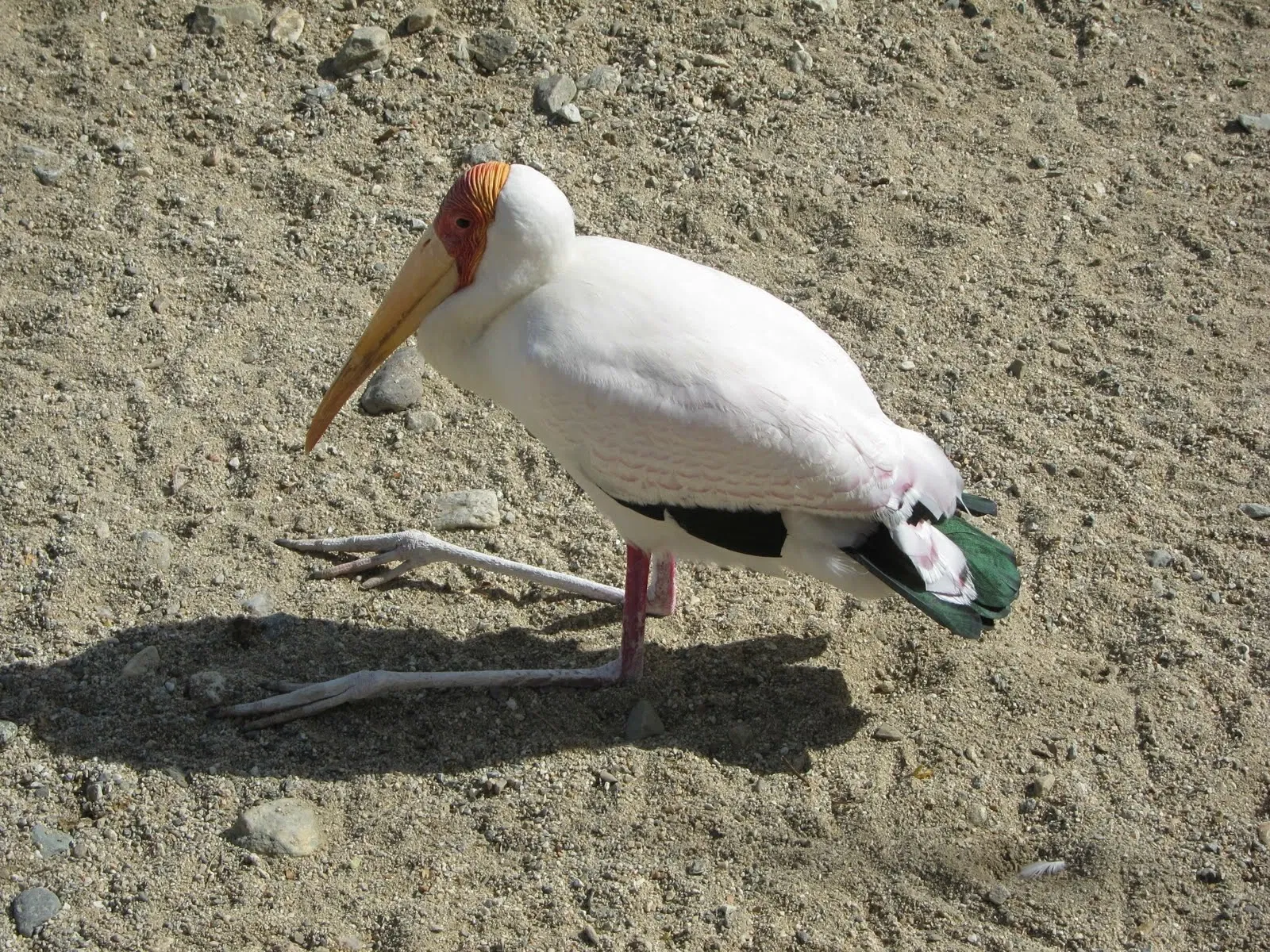 The Living Desert Zoo and Gardens