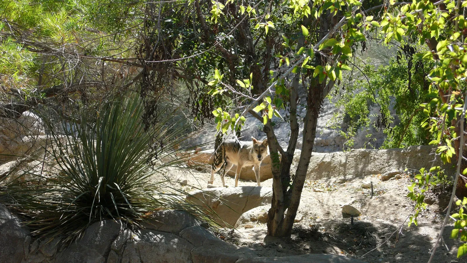 The Living Desert Zoo and Gardens