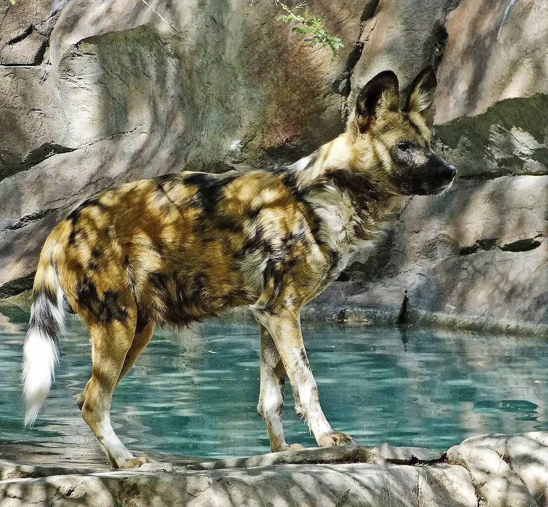 Living Desert Zoo and Gardens