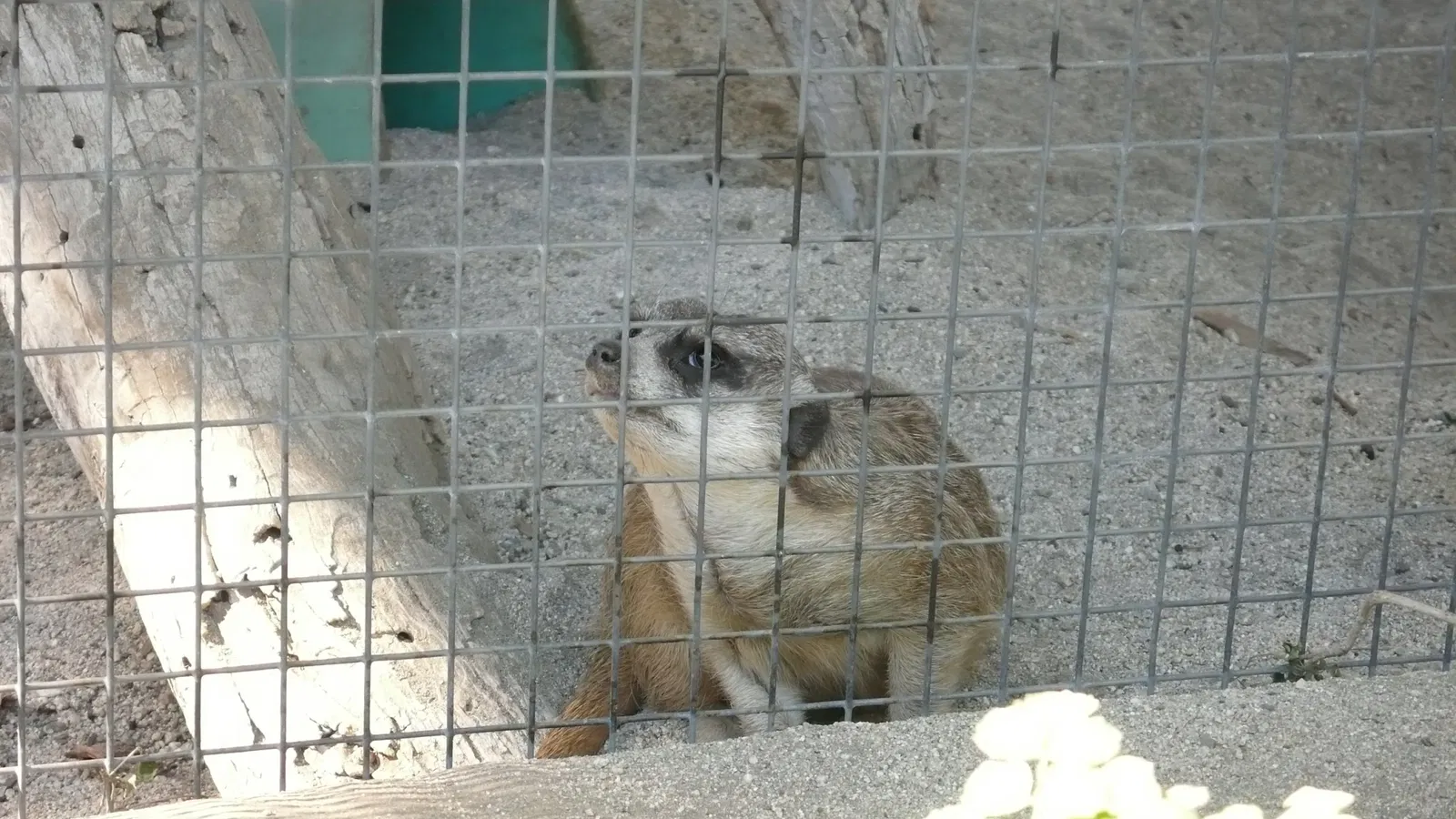 Jardín botánico y zoológico Living Desert