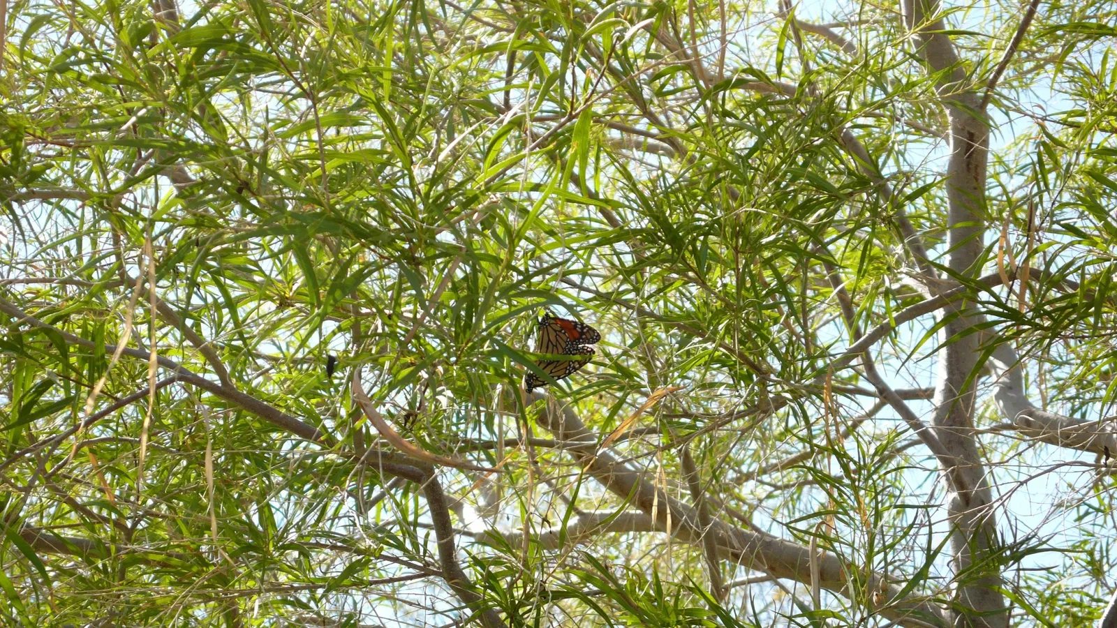 Jardín botánico y zoológico Living Desert