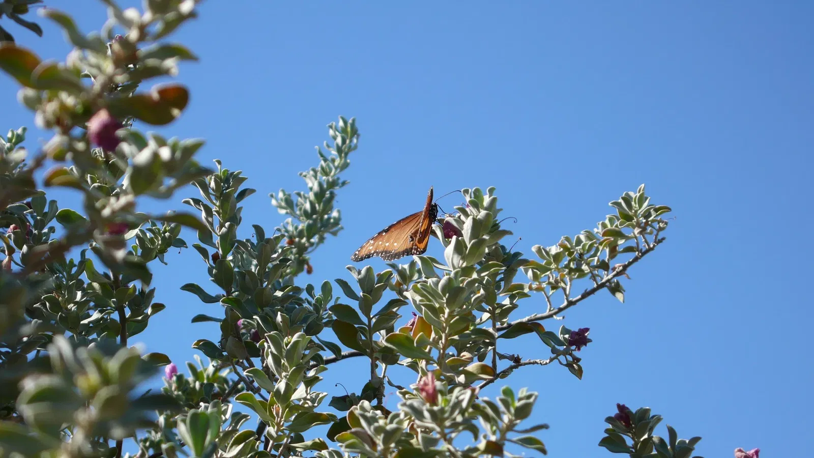 Jardín botánico y zoológico Living Desert
