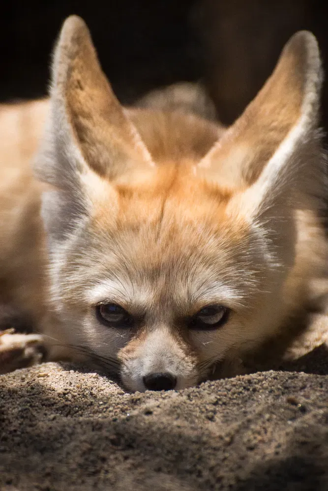 The Living Desert Zoo and Gardens