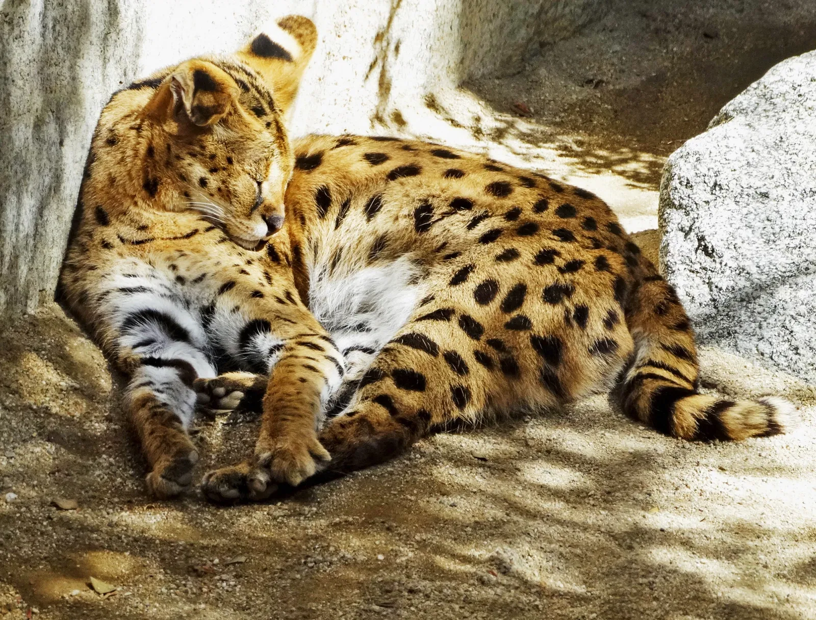 Living Desert Zoo and Gardens