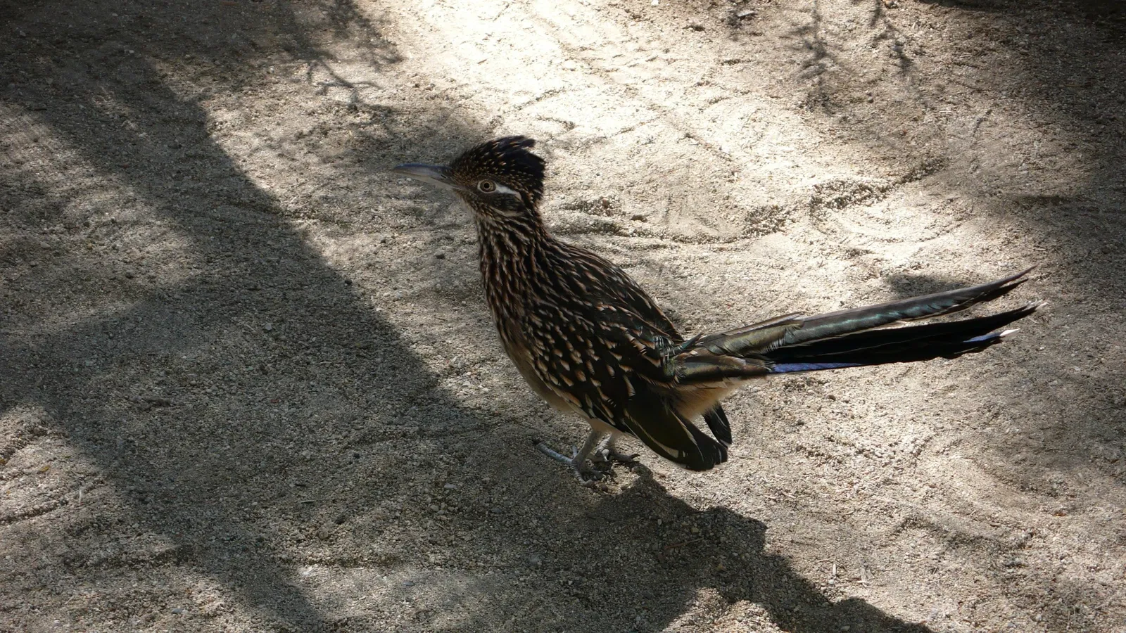 Jardín botánico y zoológico Living Desert
