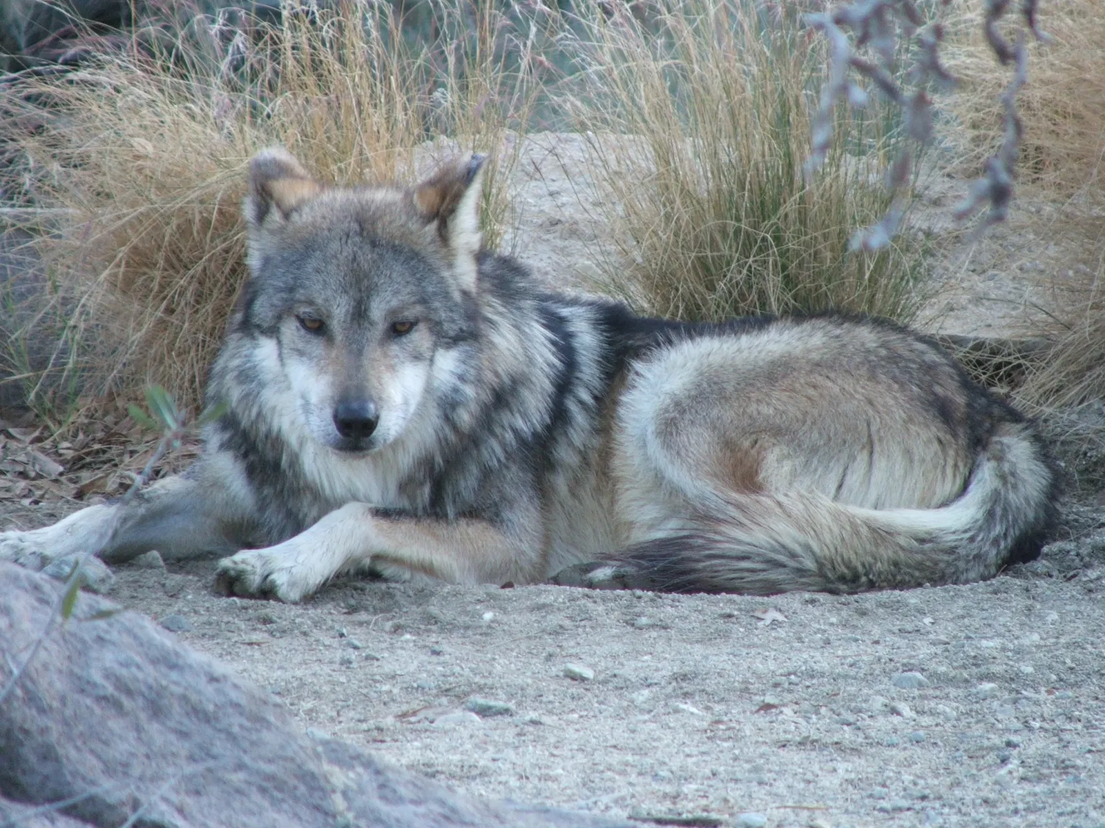 Jardín botánico y zoológico Living Desert