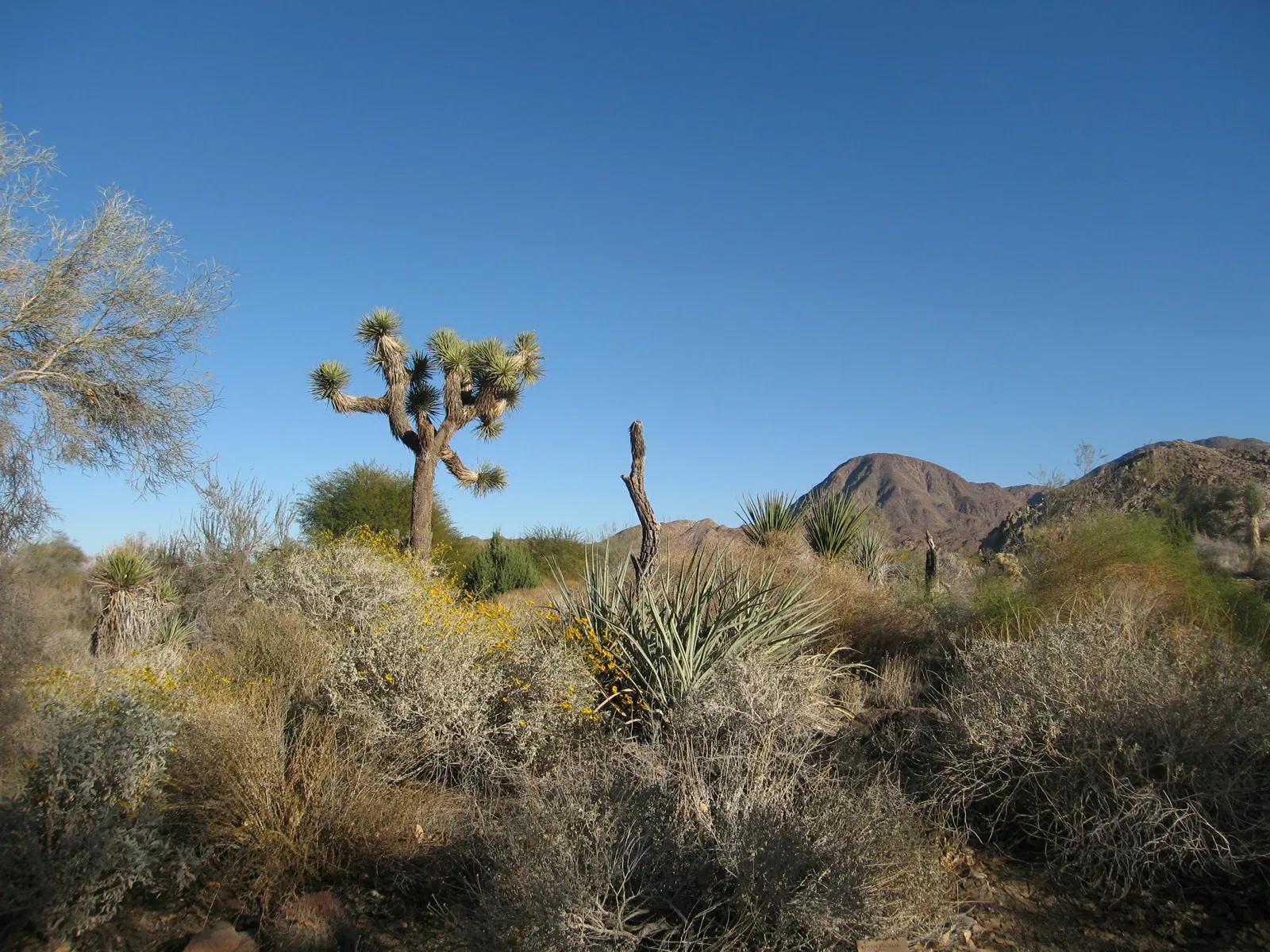 Jardín botánico y zoológico Living Desert