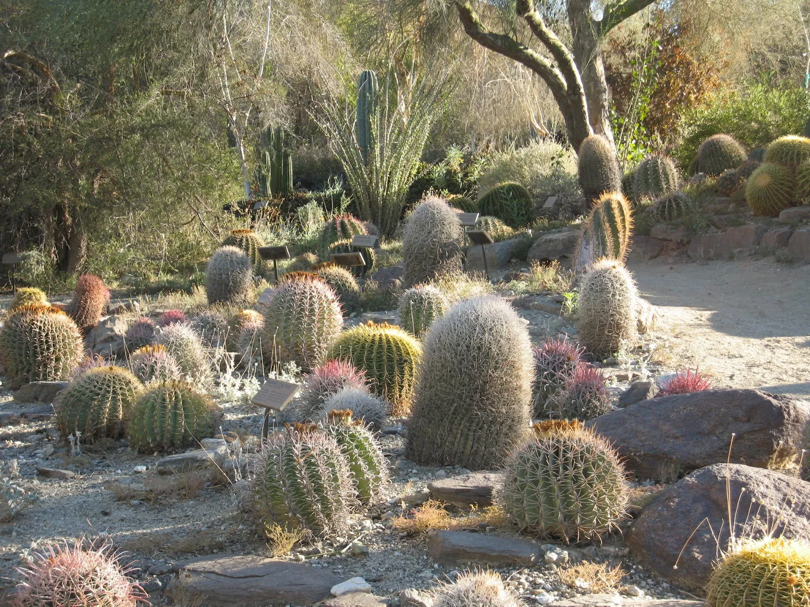 Living Desert Zoo and Gardens