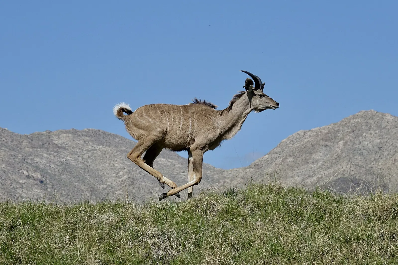 The Living Desert Zoo and Gardens