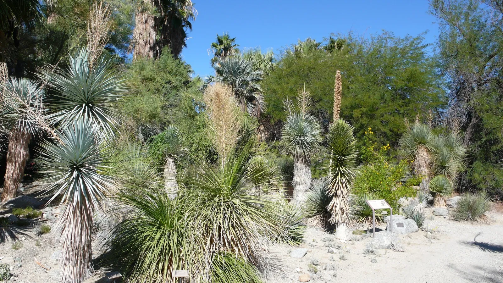 The Living Desert Zoo and Gardens