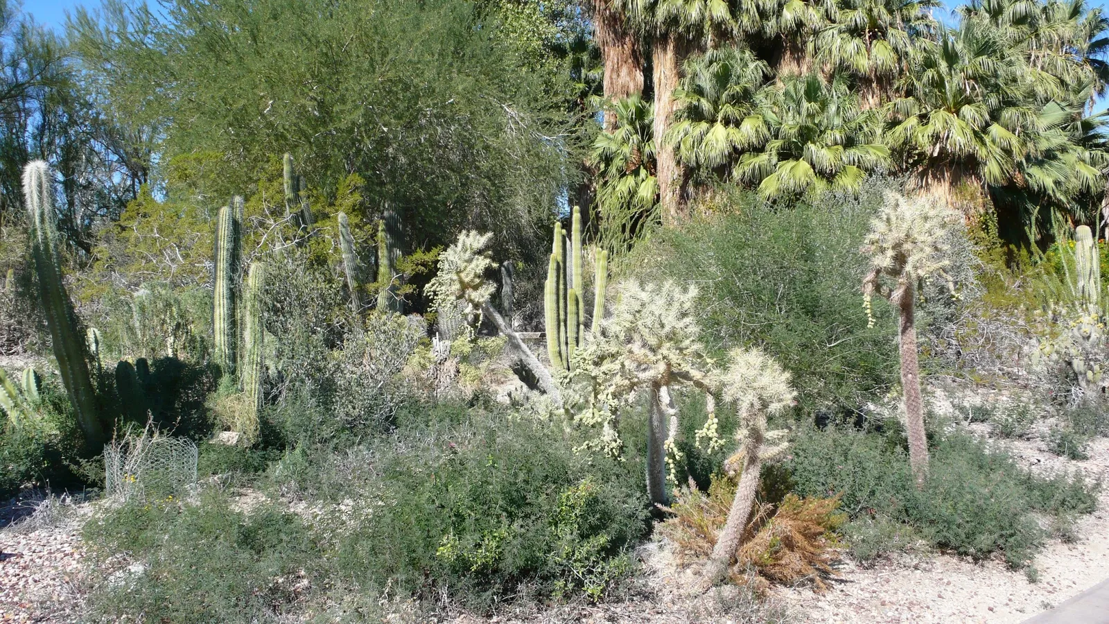 Living Desert Zoo and Gardens