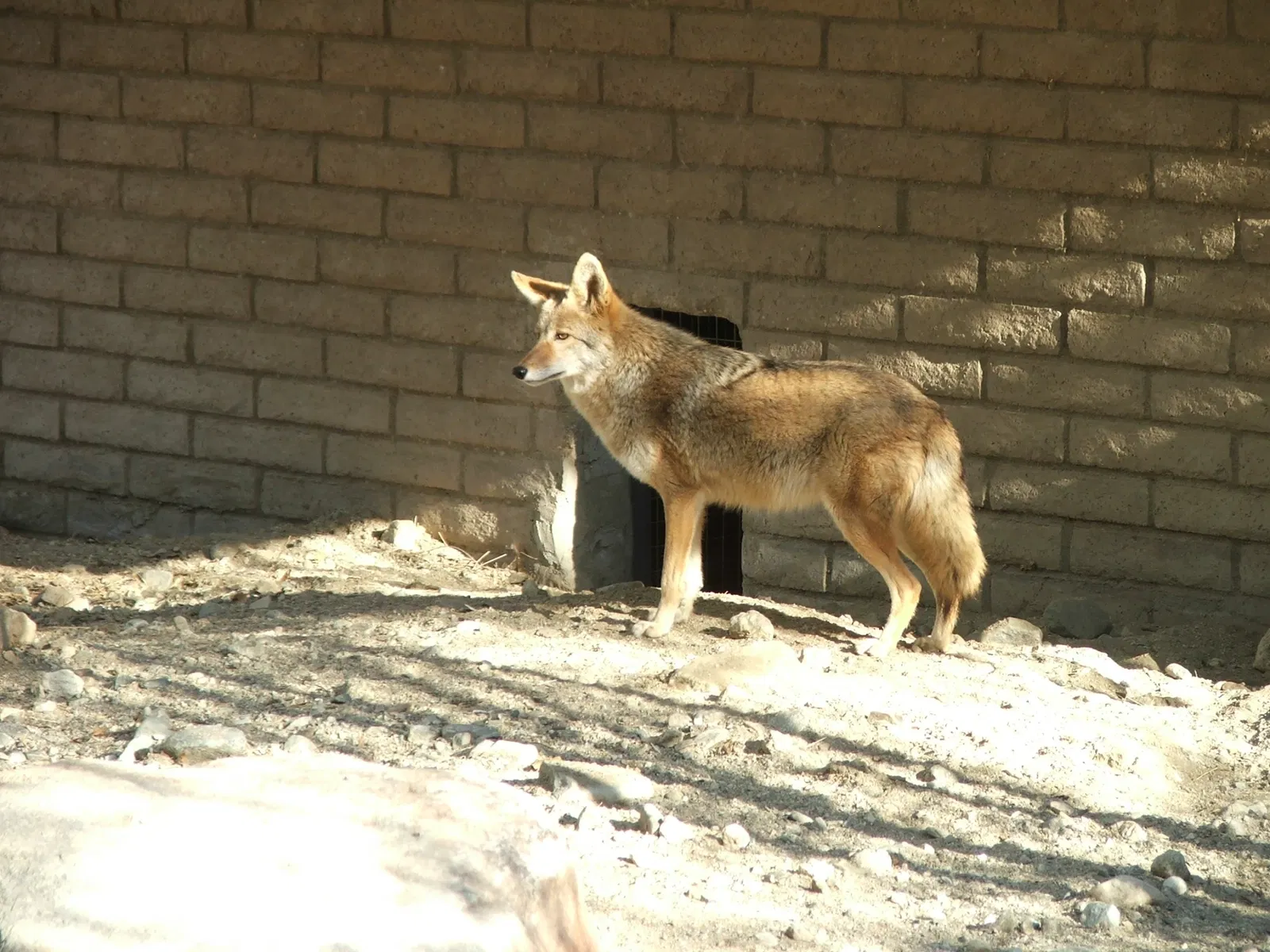 Living Desert Zoo and Gardens