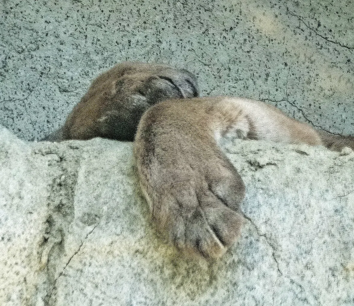 Jardín botánico y zoológico Living Desert