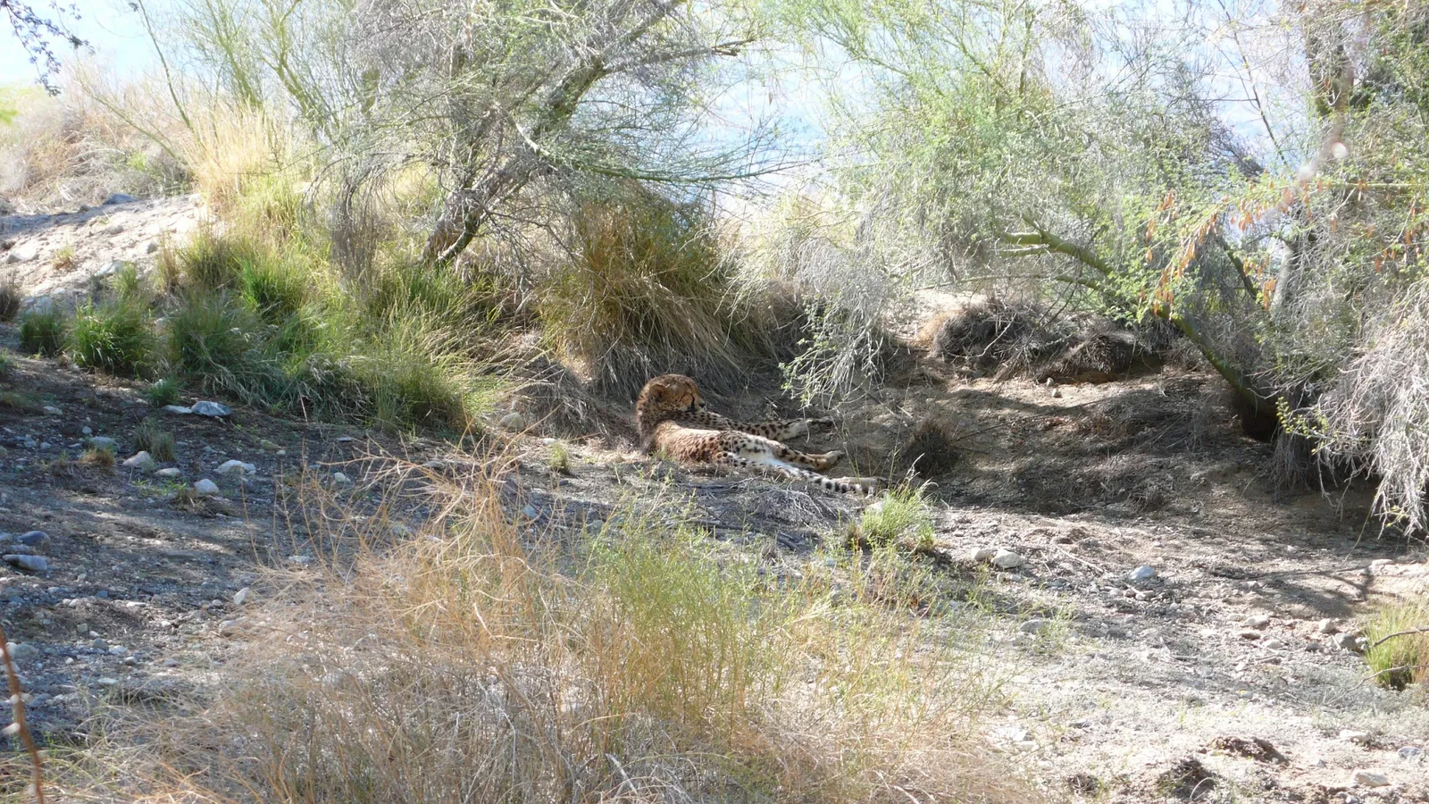 The Living Desert Zoo and Gardens