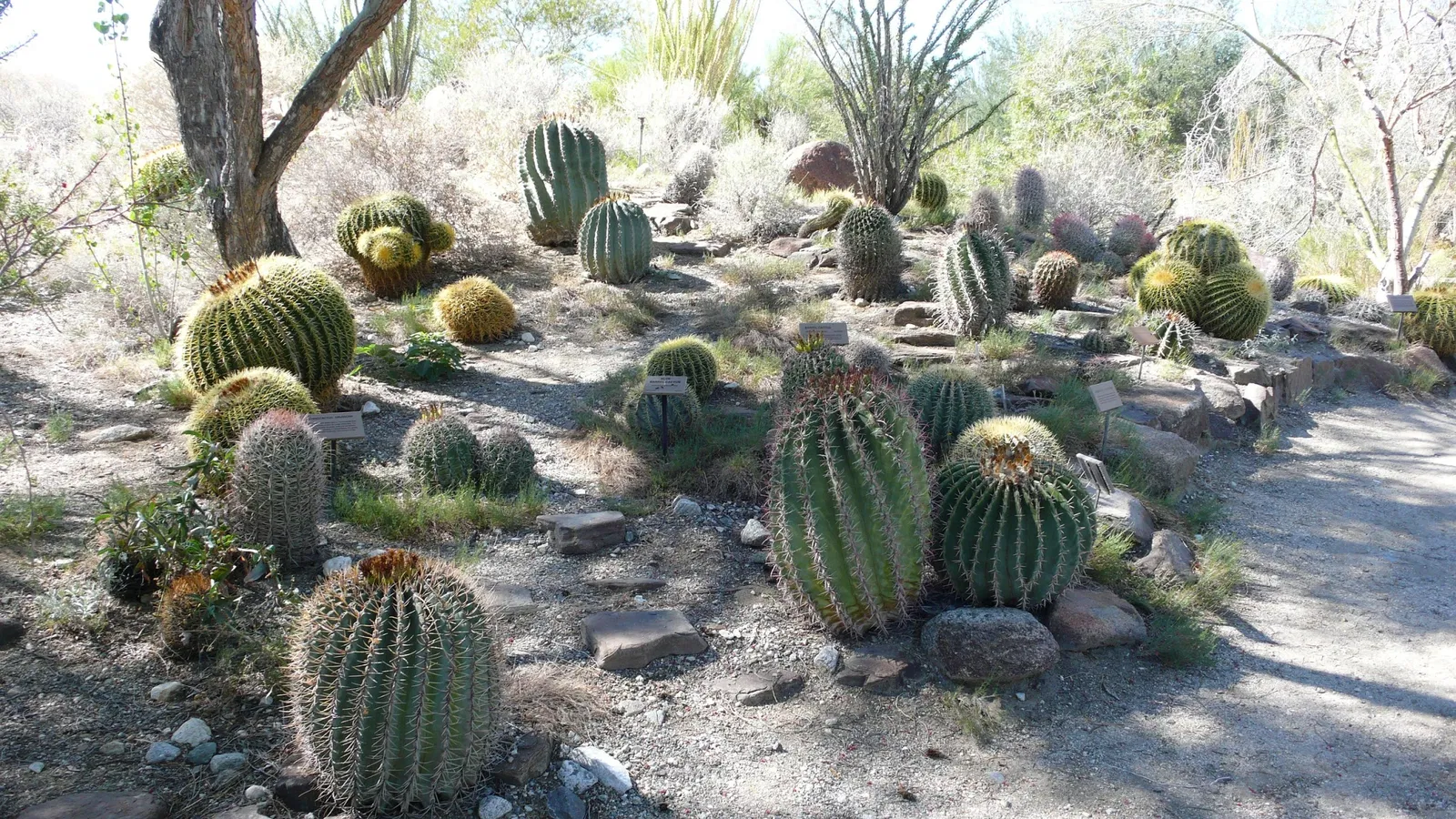 The Living Desert Zoo and Gardens
