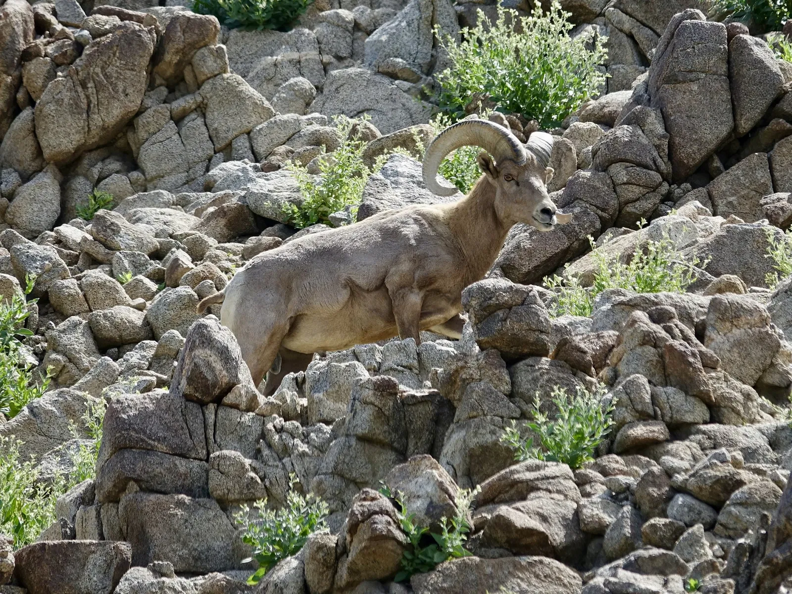 Living Desert Zoo and Gardens