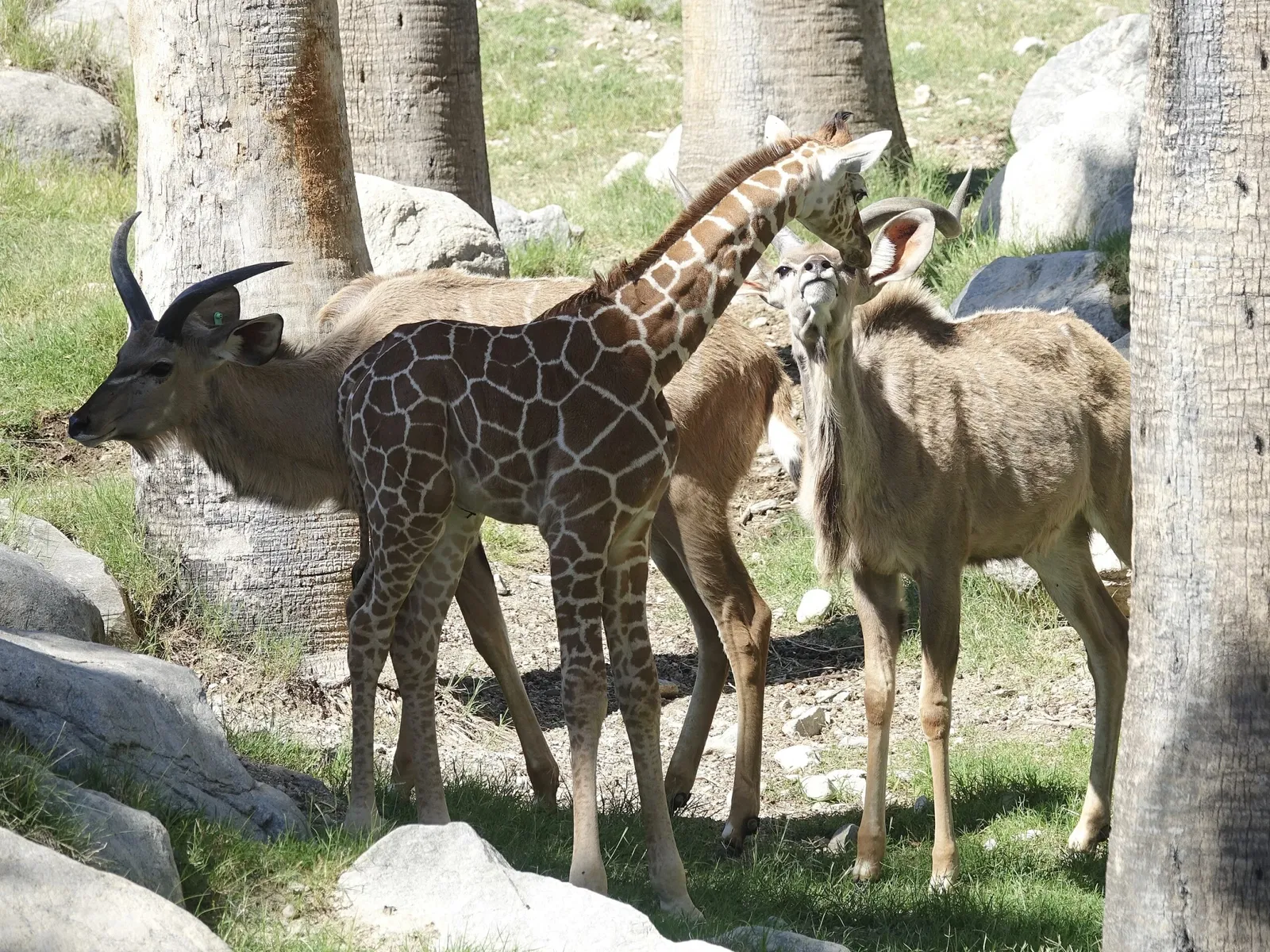 Jardín botánico y zoológico Living Desert