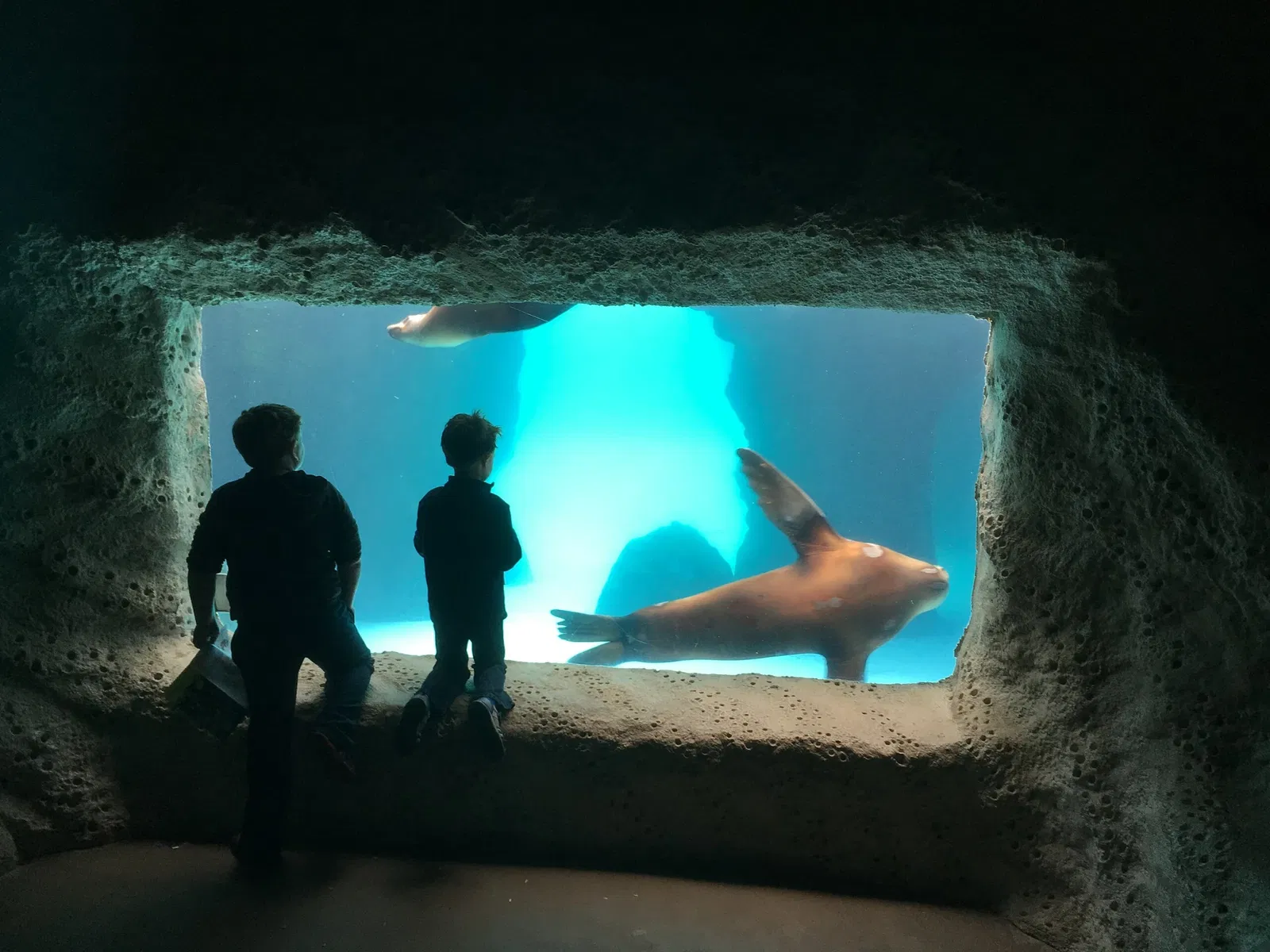 Acquario di Long Island