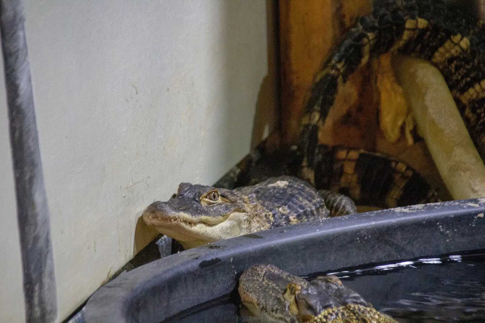 Acuario y centro de exhibiciones de Long Island