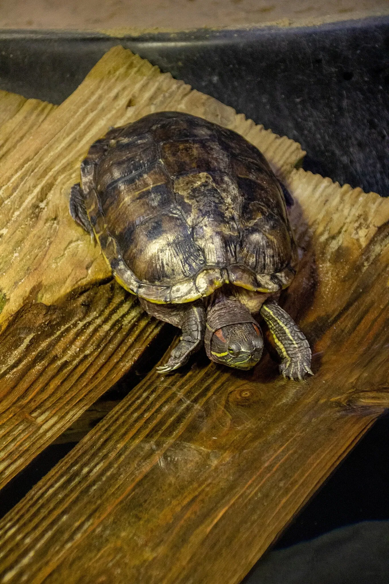 Acuario y centro de exhibiciones de Long Island