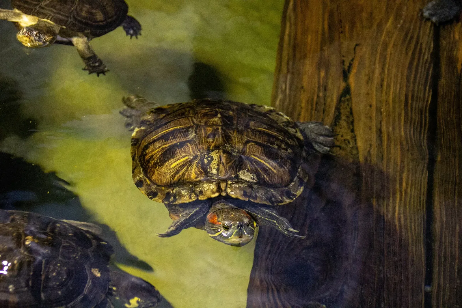 Acquario di Long Island