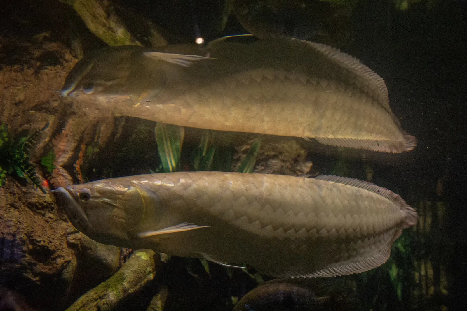 Acuario y centro de exhibiciones de Long Island