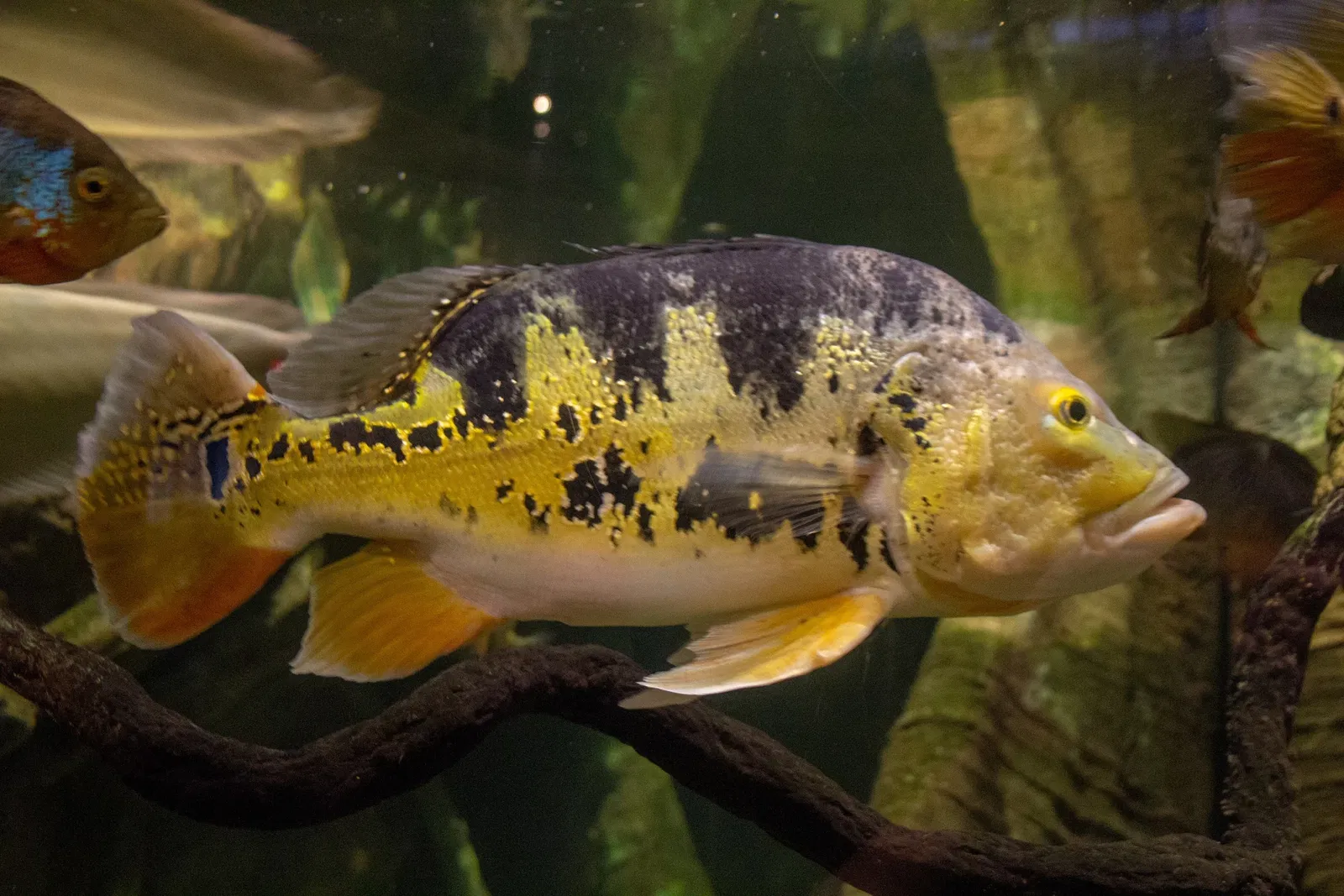 Acquario di Long Island