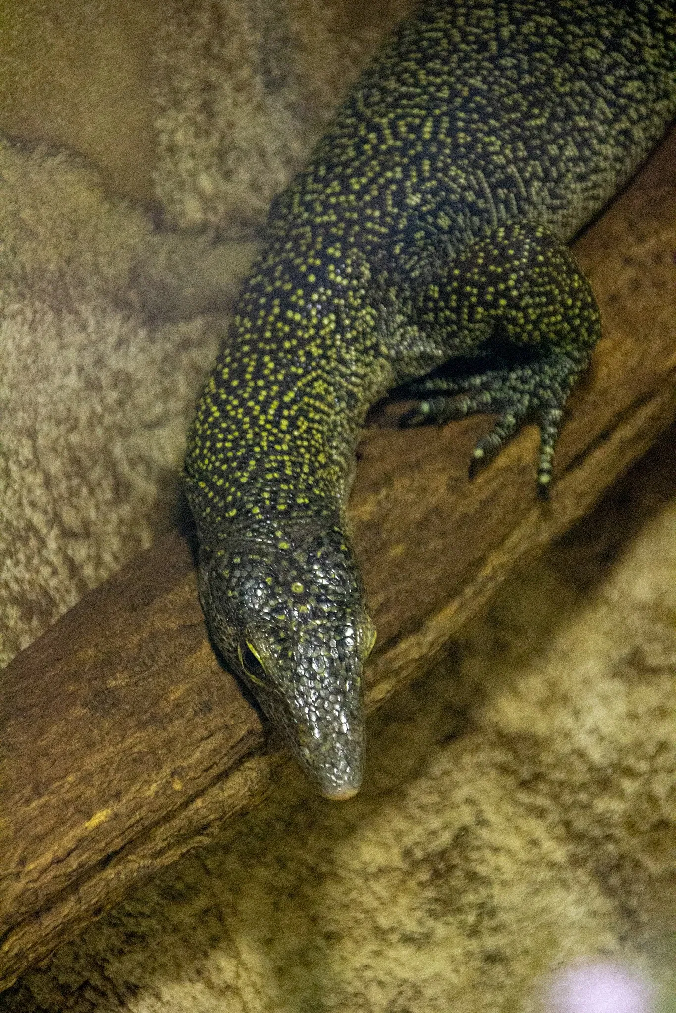 Acquario di Long Island
