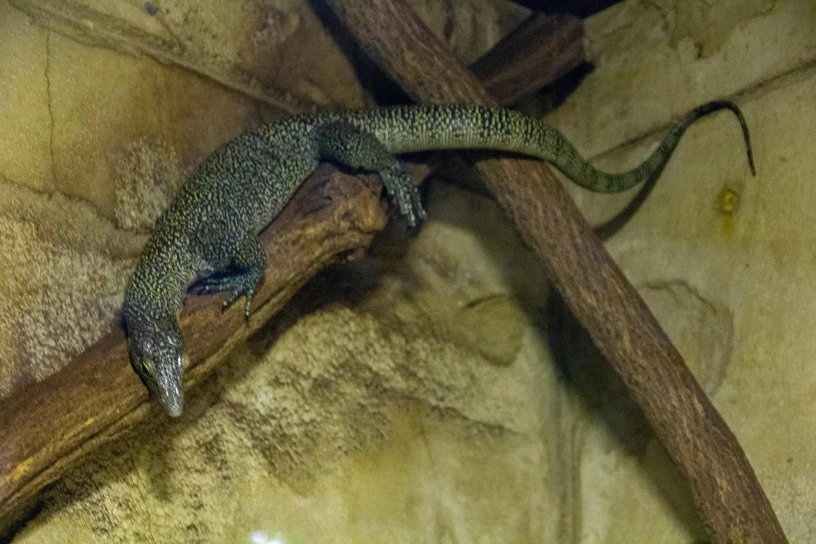 Acquario di Long Island