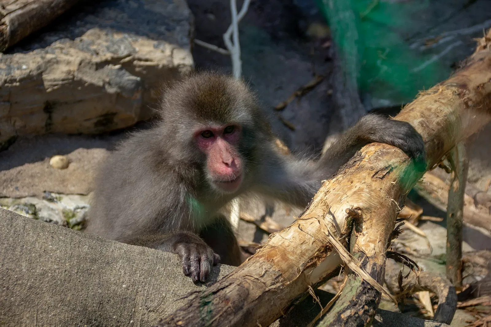 Acquario di Long Island